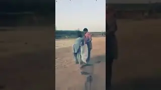2 Men are catching crows to sale at hotels 😂