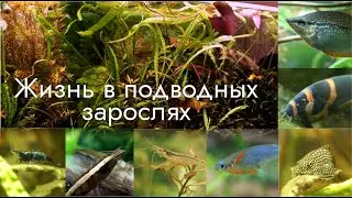 Обитатели подводных джунглей. Relax video. Креветки, рыбки, моллюски. Макросъемка.