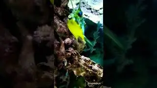 Ривьера. Океанариум.