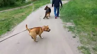 Стаффорд проти мусорного пакета #dog #staffordshirebullterrier  #animals  #staffy
