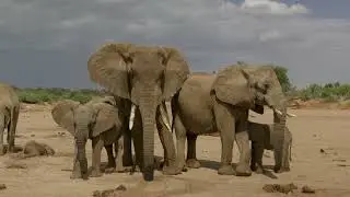 The Elephant In The Animal Kingdom | Animal Marvel
