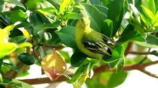 Birds Free Stock Footage - Beautiful Flying Birds Stock Footage (No Copyright)||Free To Use Videos