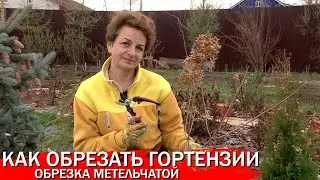 Как обрезать гортензии обрезка метельчатой