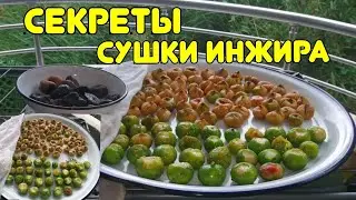 An aunt from the village taught Turkish women how to DRY FIGS in such an unusual way
