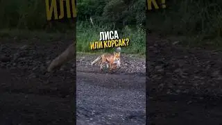 ЭТО ЛИСА ИЛИ КОРСАК? КАК ВЫ ДУМАЕТЕ? #охотарыбалка #лиса #корсак #лес #надороге #животные