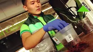 Как пересадить орхидею? - Сообщество садоводов Леруа Мерлен Алматы.