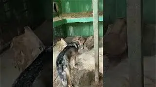 Волкособ Вук