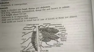 periplaneta Americana (cockroach) classification, habitat and comments zoology practical bsc