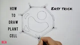 How to draw a Plant Cell