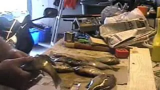drake lake bluegills