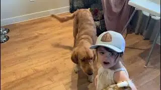 Funny Dog and baby moments 🥰 Cute Baby Video // The Babies World // #shorts