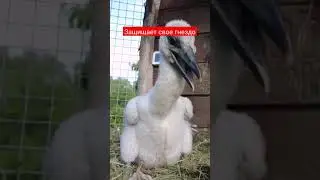 Смелый аистёнок может постоять за себя