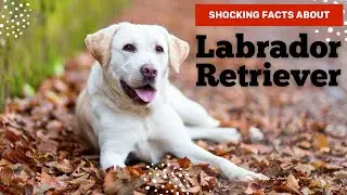 Shocking facts about Labrador Retriever#randomfacts #dogfacts #animalsfacts #labradorretriever