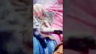 МНЕ ПОДАРИЛИ КОТА!!!! КОТИК! СПЯЩИЙ КОТИК)