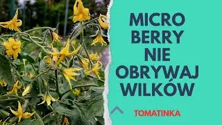 Tym pomidorom nie obrywaj wilków