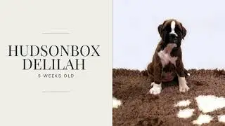 Hudsonbox Delilah @ 5 weeks old