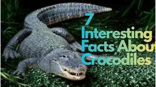 7 Interesting Facts About Crocodiles