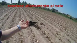 salvataggio rondone