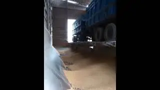 Зерно на разгрузке .Приемка Экватора под накопление. Экспорт морем с Новороссийска.