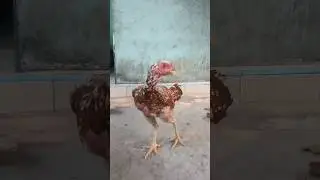 si blorok lagi clingak clinguk#shorts #ayam #chickentypes