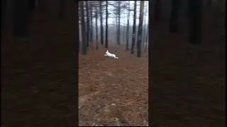 Охота на зайца🐰 с собаками(чуть не сбил) 