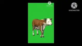 green screen cow video without copyright use any videos