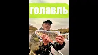 ловля голавля | большой голавль на спиннинг | голавль осенью 