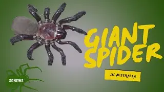 A 'Giant' Spider Species That Can Live for Decades Has Been Discovered in Australia