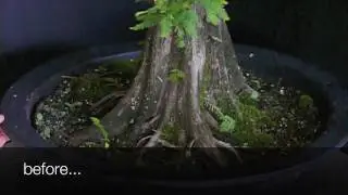 Flat-top Bald Cypress Year 2 - Part 1