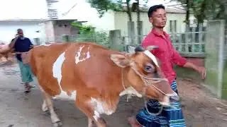 সাজনপুর সাঁড়গরুর দাম #নিকলী#কিশোরগঞ্জ#all_vlogs_plogs