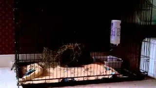 BlackBerry (bunny) explores her new surroundings