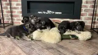Щенки помета Х, ровно месяц
