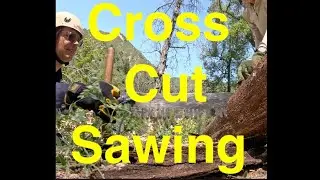 Cross Cut Saw Trail Work; Diaries from a greenhorn sawyer. Tree #3