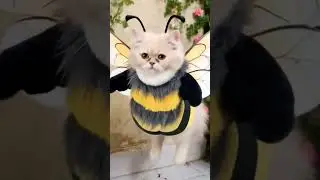 🤫 funny cat video mack a ai prompt 🤫 