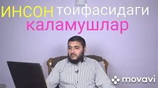 Инсон Тоифадаги Каламушлар