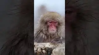 Snow Monkeys in the Hot Spring 
