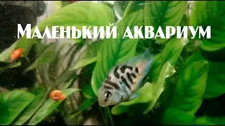 Маленький аквариум