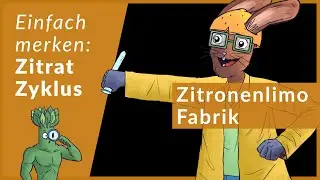 Citratzyklus schnell lernen | Eselsbrücken