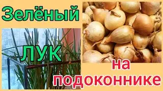 ЗЕЛËНЫЙ  ЛУК  больше не покупаю в магазине...
