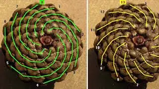 Fibonacci Sequence in Nature