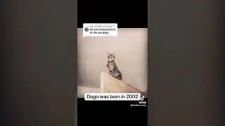 #cat #catlover #kitten #cute #kittypets #kittycat #pets #petlover #kitty #baby