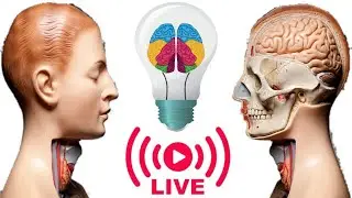 تشريح نظري الجهاز العصبي | الجزء الأول | قسم التخدير | Anatomy of Nervous System | Part 1
