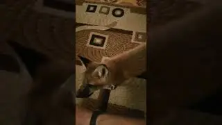 Огурцы! 