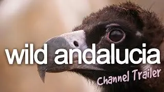 Wild Andalucia: Birding & Nature Tours in south Spain