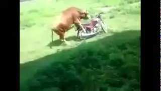Animal sex with bike by Imran doll