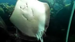 Watching sting rays & fish in the underground tunnel @ FL Aquarium