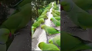 Simply Attract Birds to your balcony 