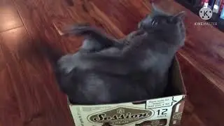 This cat is broke