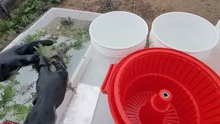 Kale Harvest, Wash and Pack