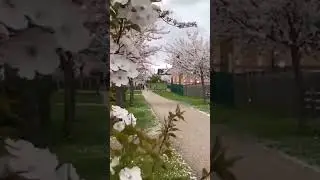 Цветущая Англия